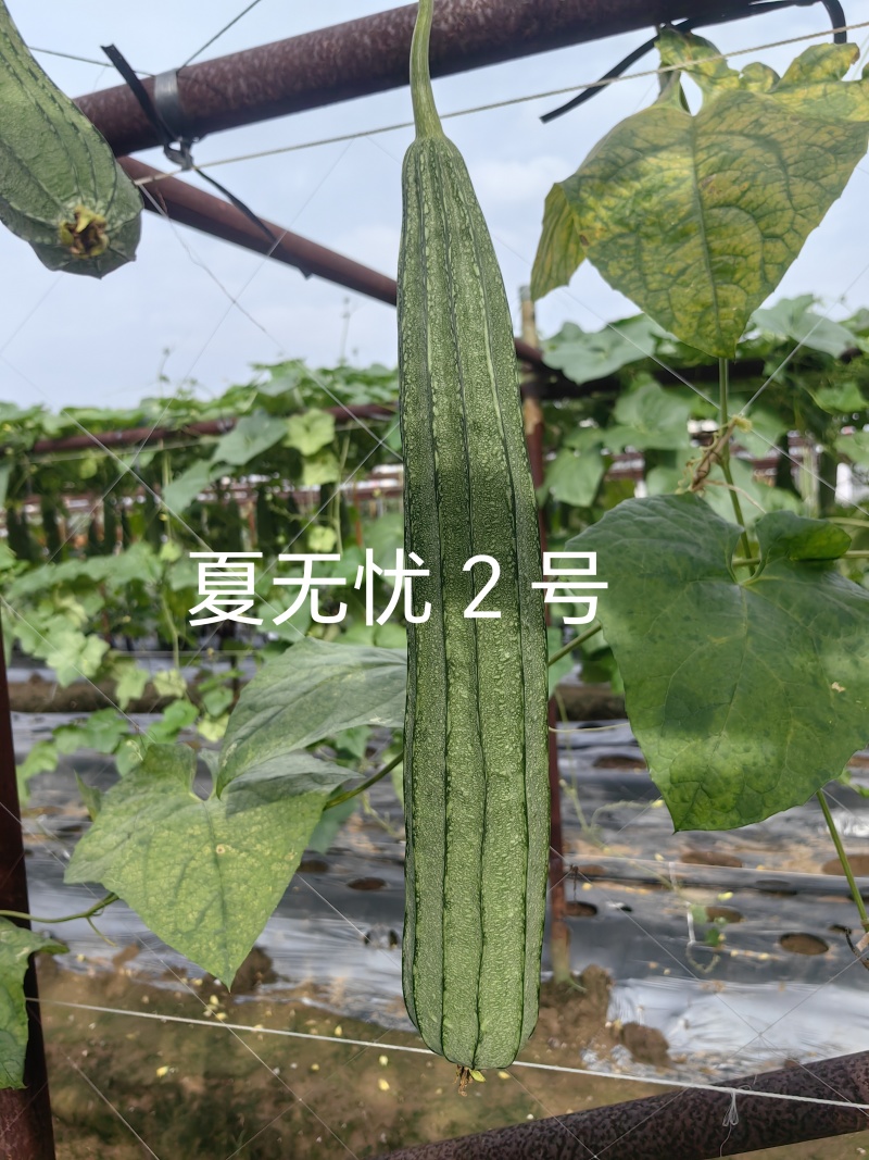 早熟耐热花点丝瓜头尾均匀肉质厚实细嫩品种保证厂家直发