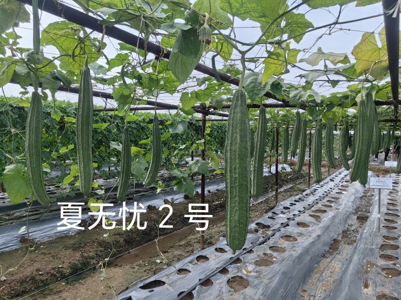 早熟耐热花点丝瓜头尾均匀肉质厚实细嫩品种保证厂家直发