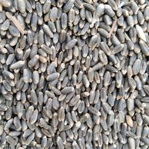 【优质】黑小麦绿小麦保证质量颗粒饱满干净无杂质可远程