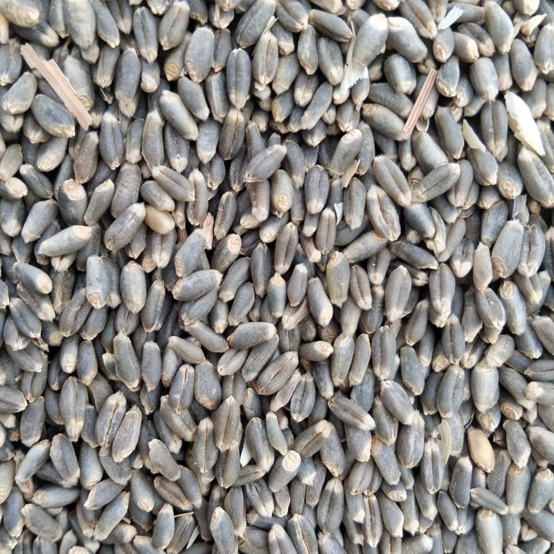 【优质】黑小麦绿小麦保证质量颗粒饱满干净无杂质可远程看货