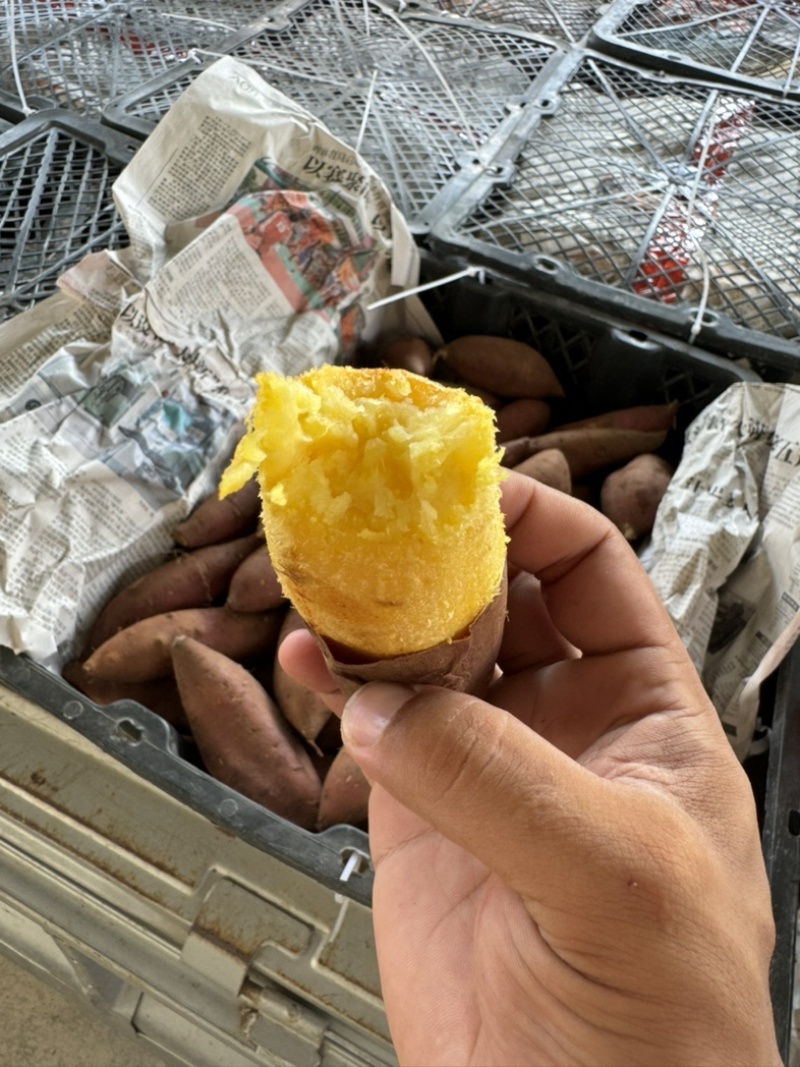 榴莲蜜薯纯种玛莎莉红薯黄心软糯丝滑