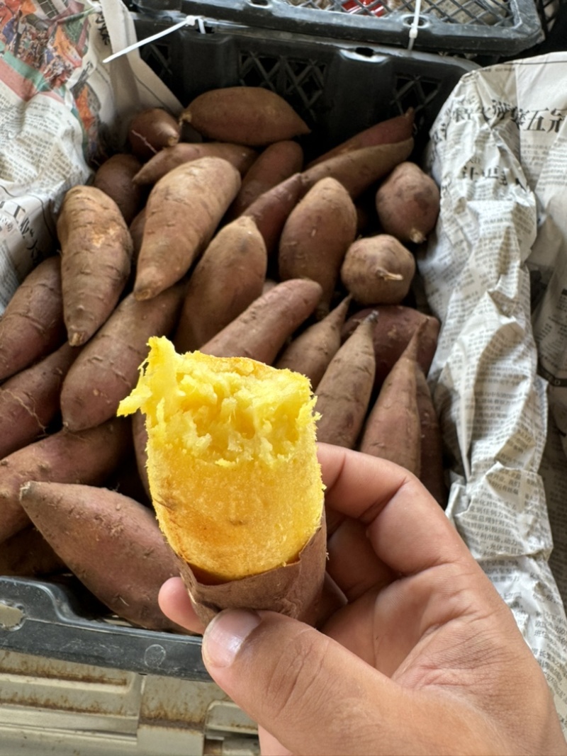 榴莲蜜薯纯种玛莎莉红薯黄心软糯丝滑
