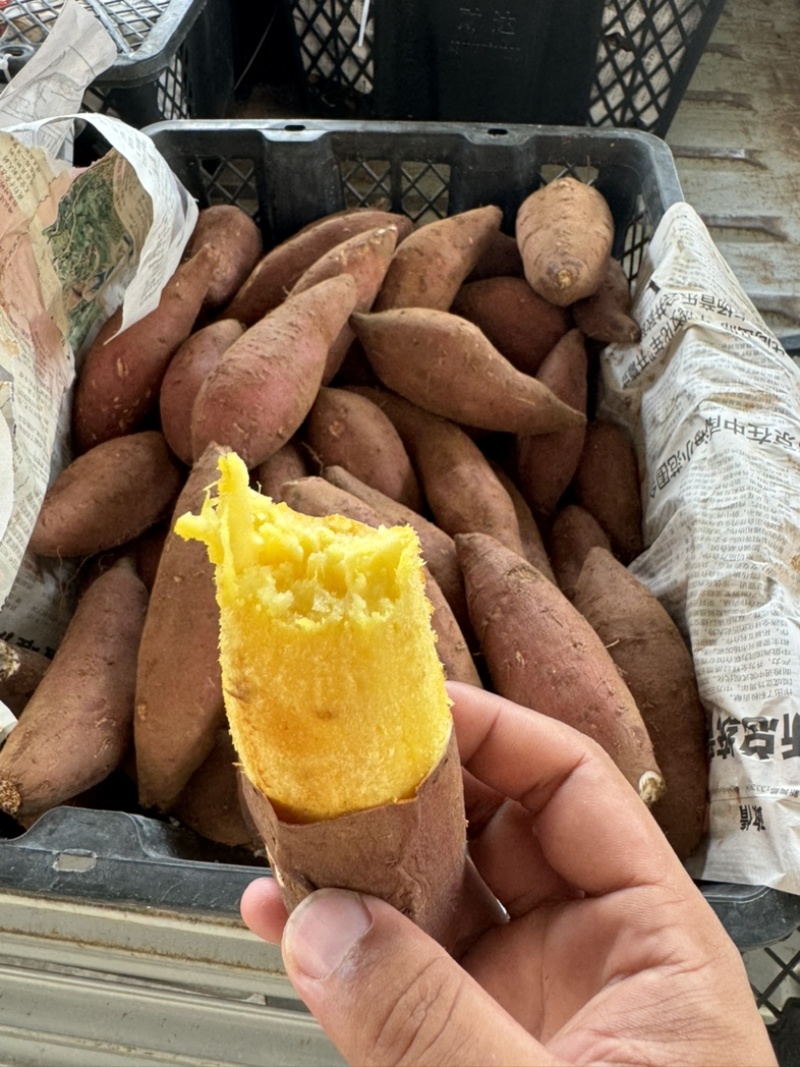 榴莲蜜薯纯种玛莎莉红薯黄心软糯丝滑