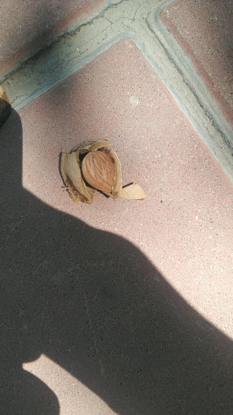 甜，苦杏核出售