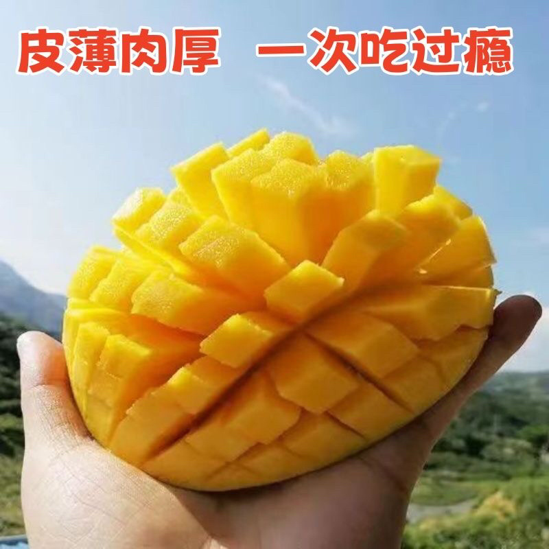凯特芒果皮薄肉厚保真保量电商市场商超货源