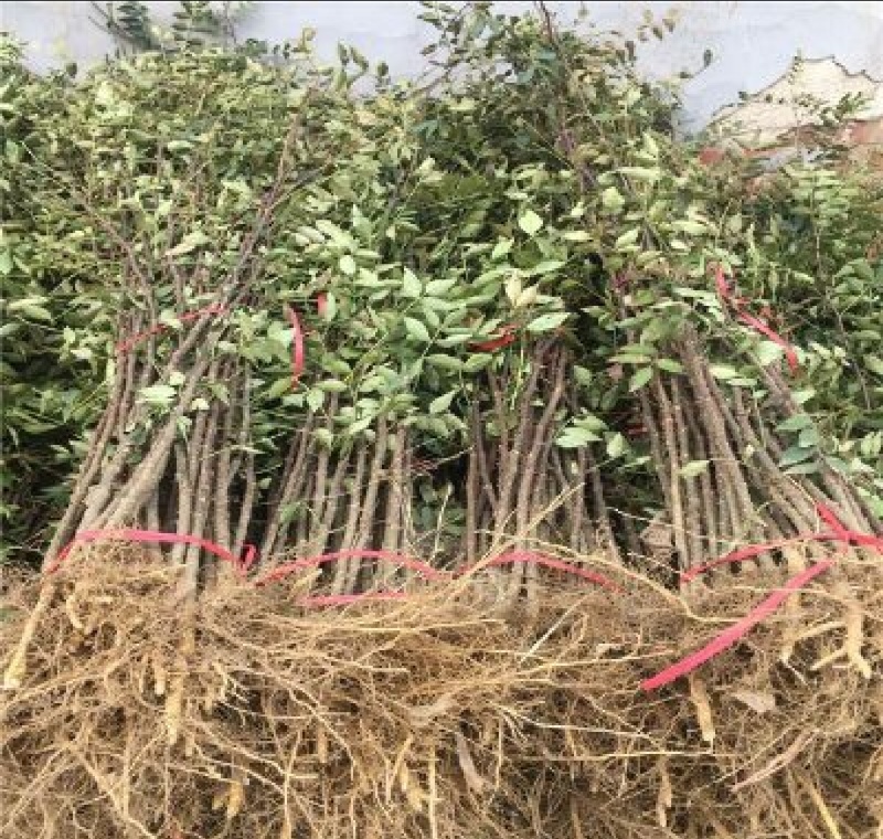 花椒苗大红袍狮子头黄盖凤椒嫁接无刺花椒树苗