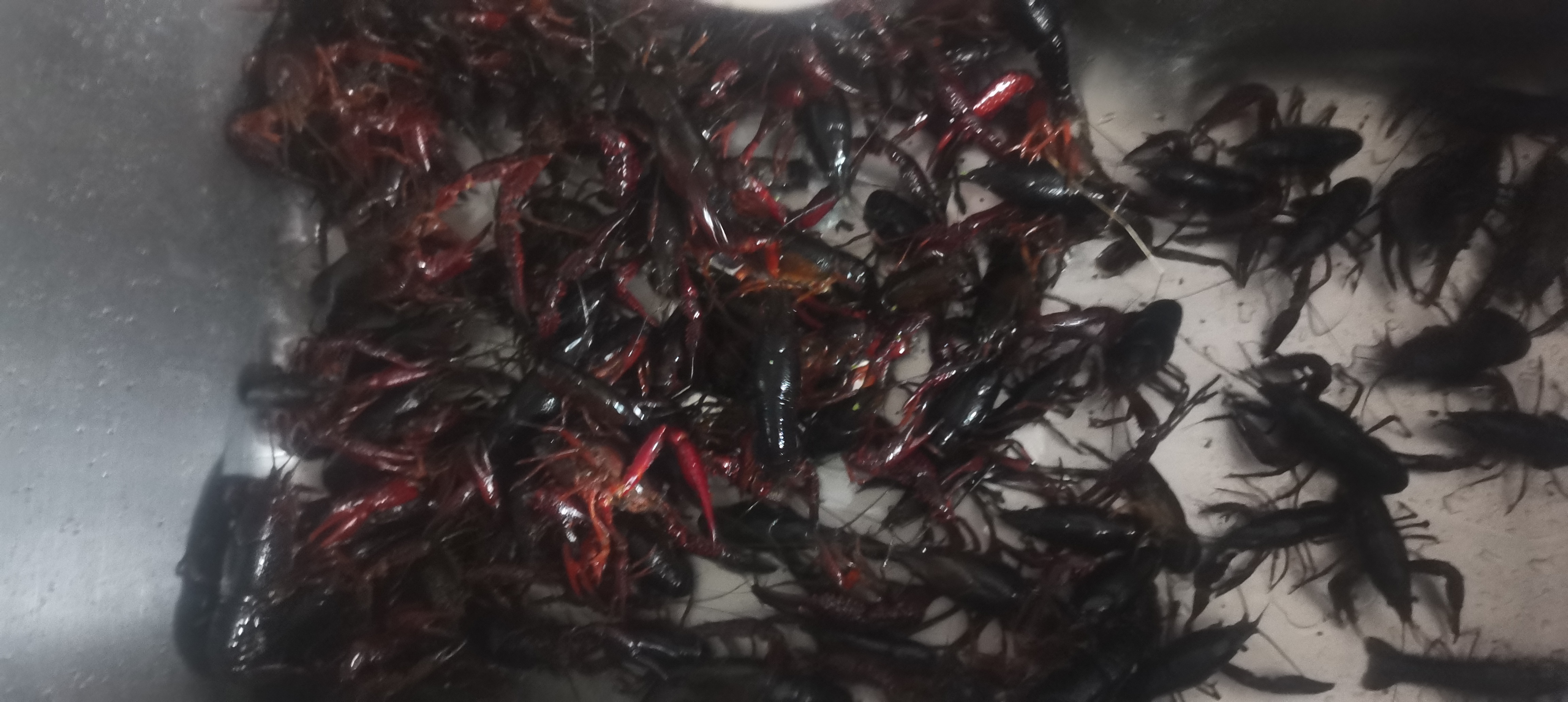 烹饪中的小龙虾