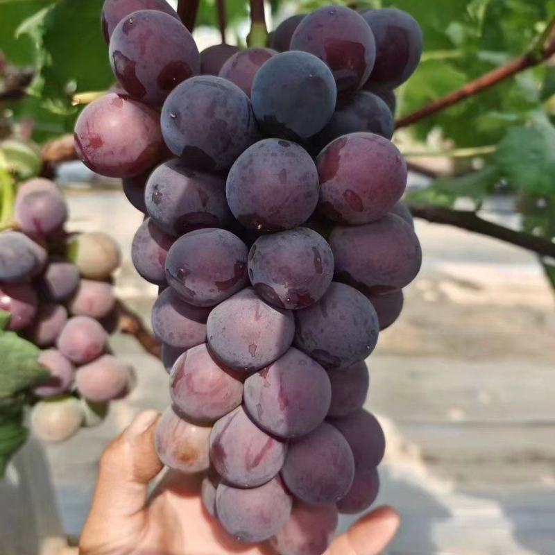 藤稔葡萄大量现货上市中，口感好，甜度高一手货源，产地直发