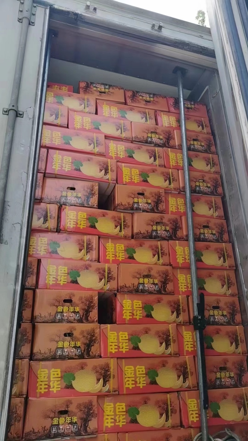 民勤蜜瓜，哈蜜瓜，金色年华，黄金蜜，一手货源保质保量