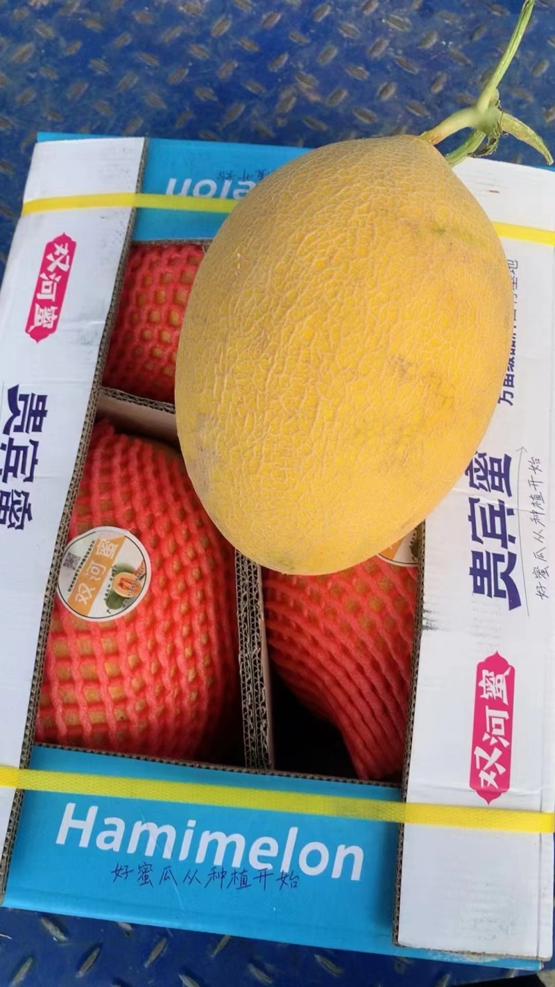 民勤蜜瓜，哈蜜瓜，金色年华，黄金蜜，一手货源保质保量