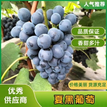 《夏黑葡萄》烟台大棚葡萄色泽通透颗粒大品质好欢迎采购