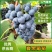 《夏黑葡萄》烟台大棚葡萄色泽通透颗粒大品质好欢迎采购