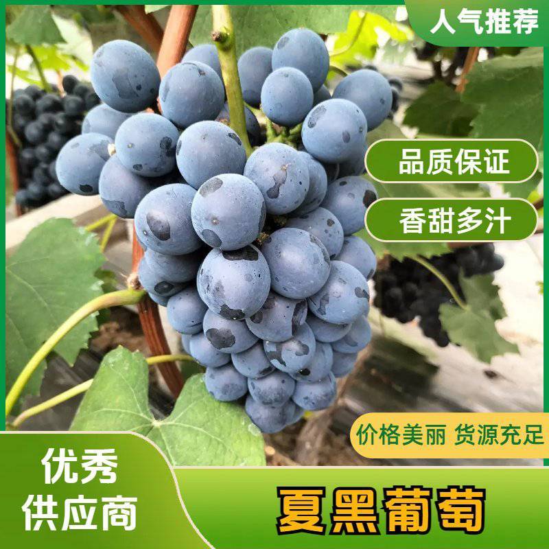 《夏黑葡萄》烟台大棚葡萄色泽通透颗粒大品质好欢迎采购