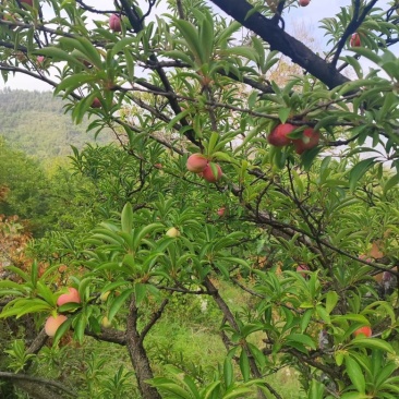 河南林州山地李子