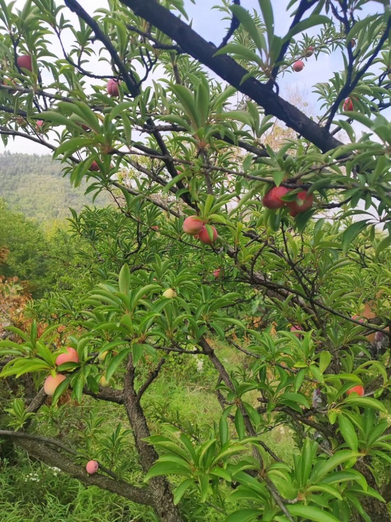 河南林州山地李子