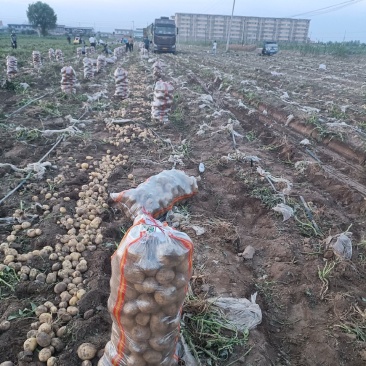 基地土豆马上大量出货，欢迎全国各地老板前来实地考察