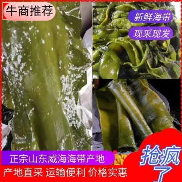 山东海带腌渍海带海带皮质量保证价格实惠欢迎电联