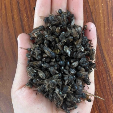 牤虫牛牤虫中药材批发实物拍摄，全国发货，欢迎进店