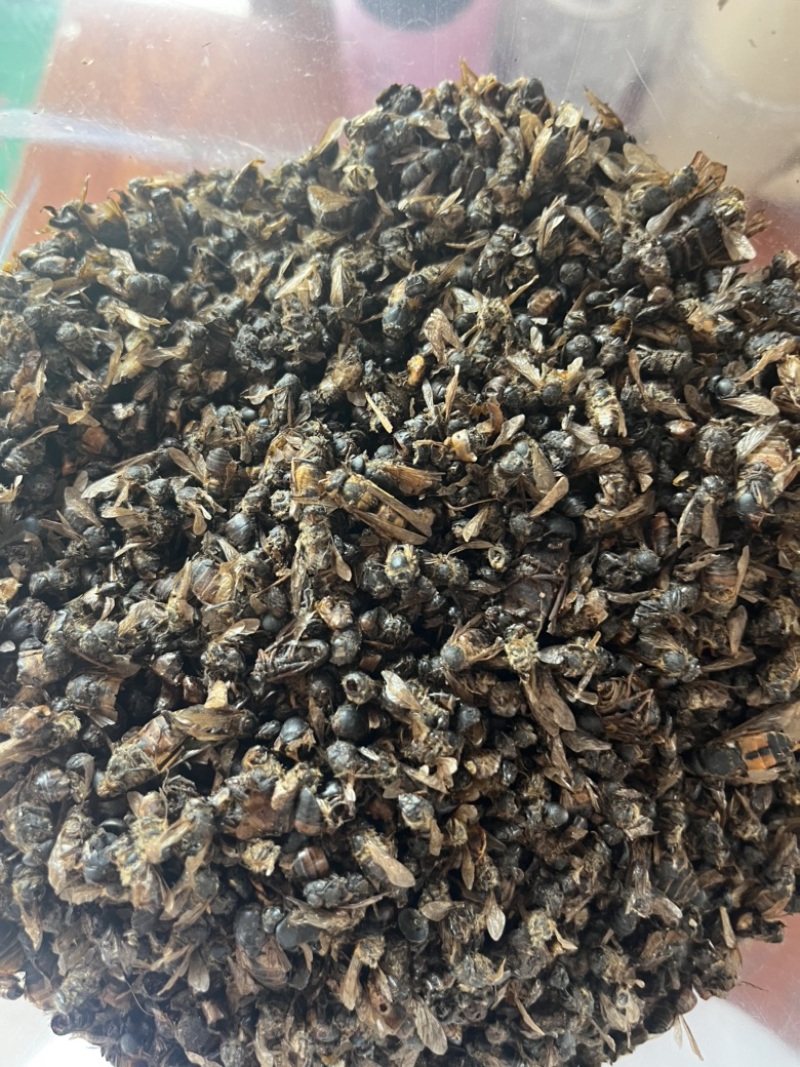 牤虫牛牤虫中药材批发实物拍摄，全国发货，欢迎进店