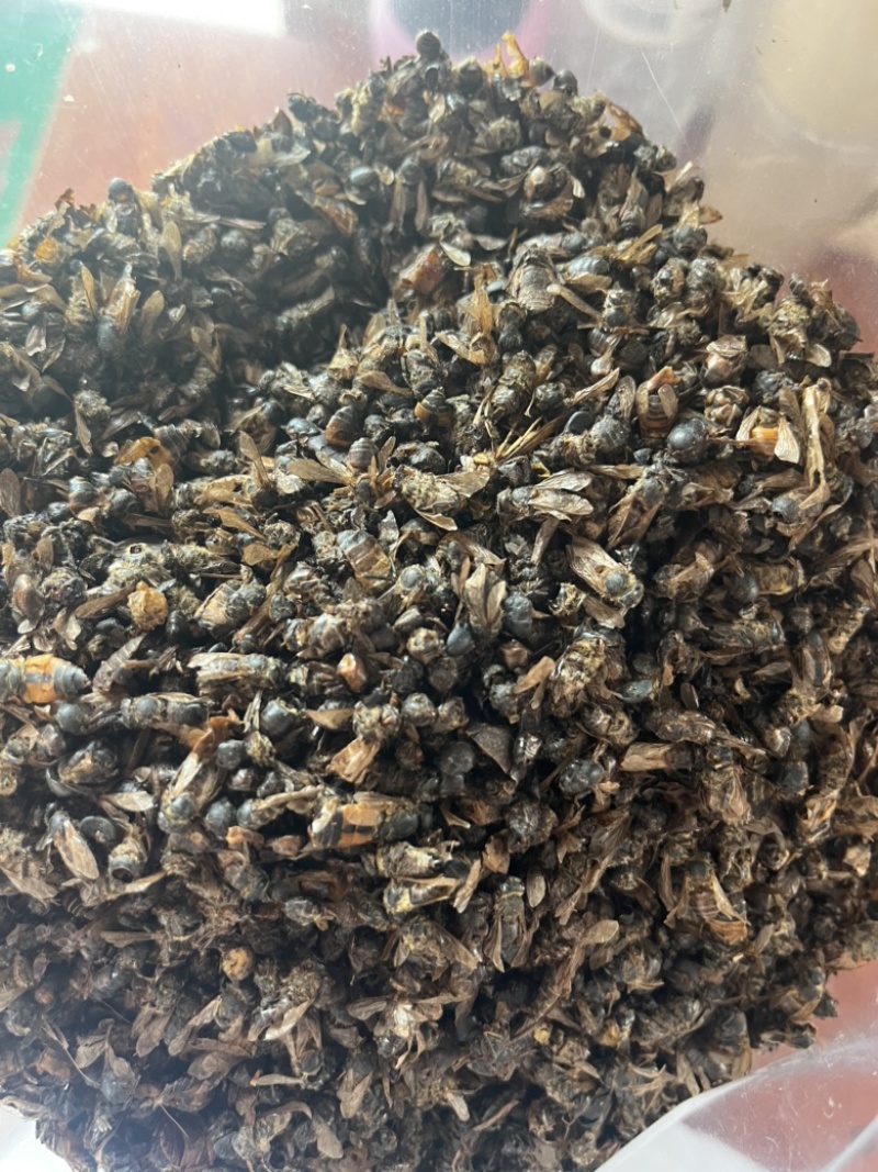 牤虫牛牤虫中药材批发实物拍摄，全国发货，欢迎进店