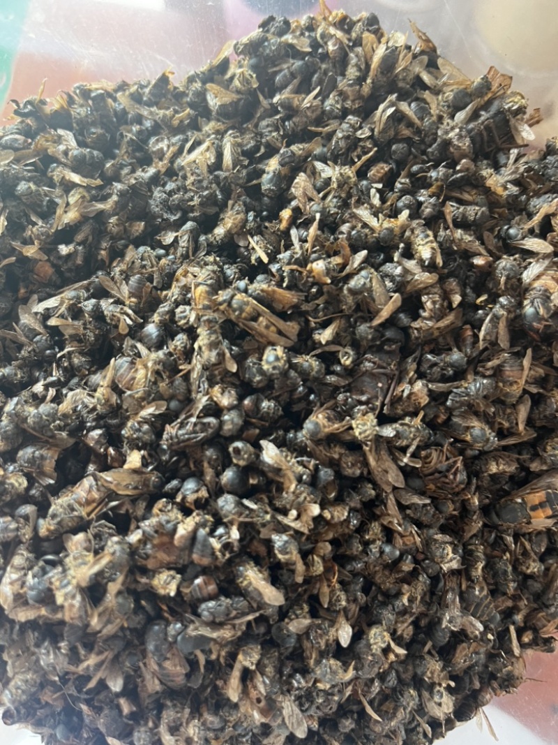 牤虫牛牤虫中药材批发实物拍摄，全国发货，欢迎进店