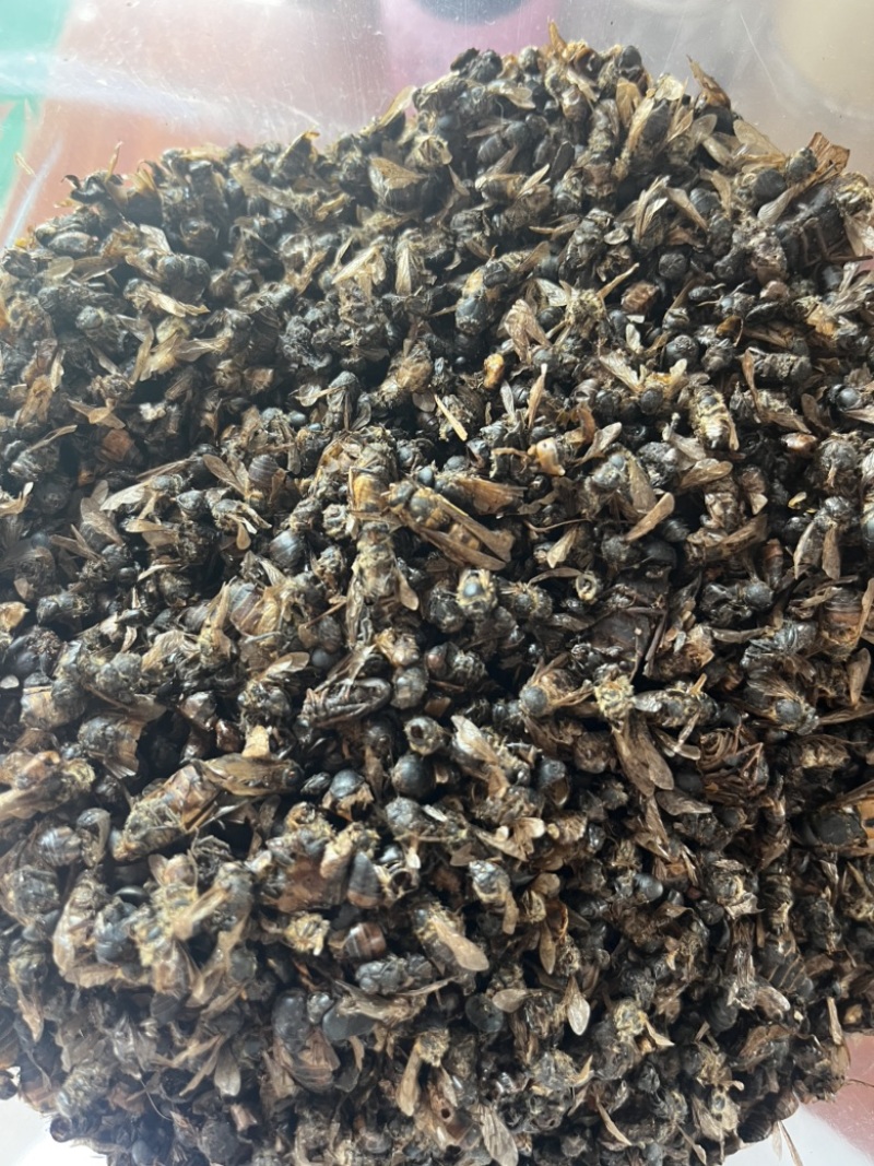 牤虫牛牤虫中药材批发实物拍摄，全国发货，欢迎进店
