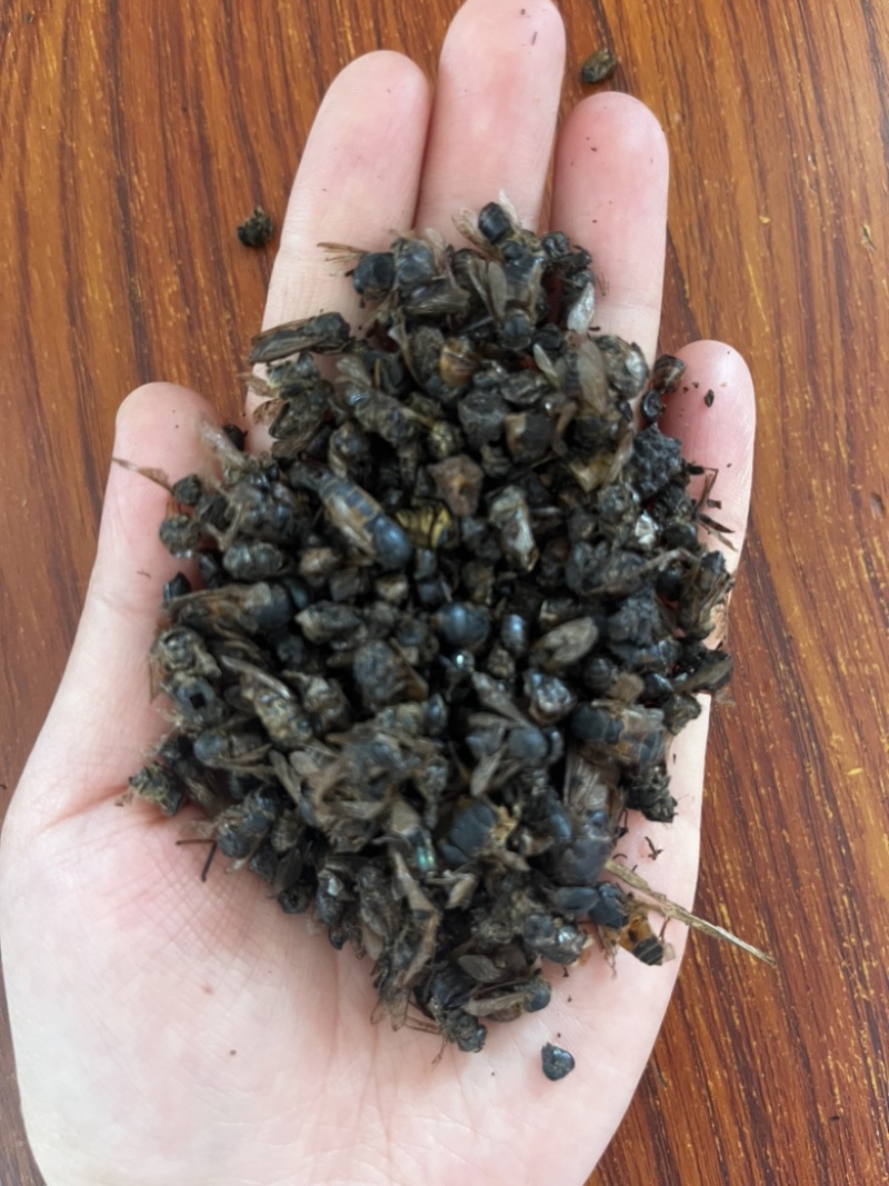 牤虫牛牤虫中药材批发实物拍摄，全国发货，欢迎进店