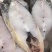 精品马友鱼品质高口感好日贡货量大产地直发会员足