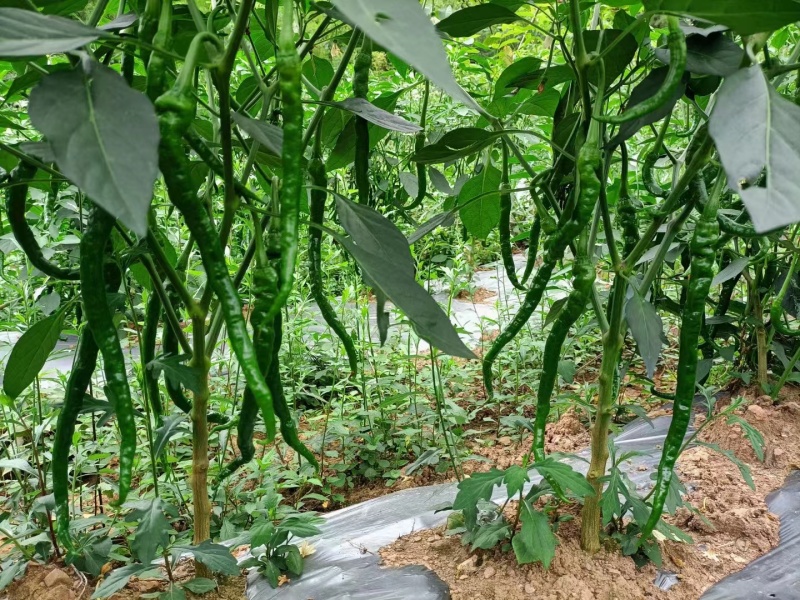 湘西高山辣椒