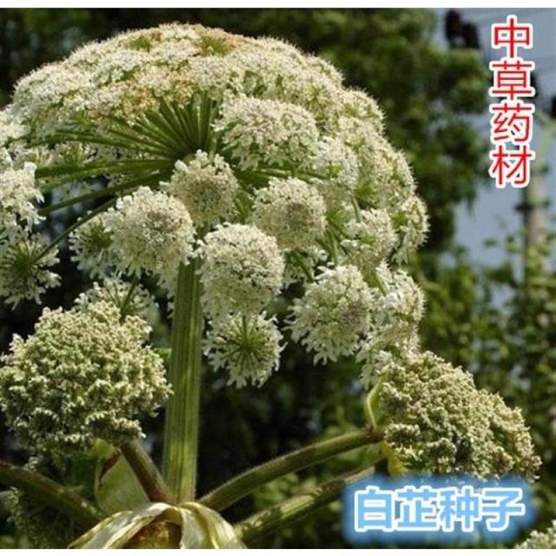 白芷种子，一手货源，成活率高，基地直发，欢迎新老客户前来