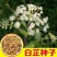 白芷种子，一手货源，成活率高，基地直发，欢迎新老客户前来