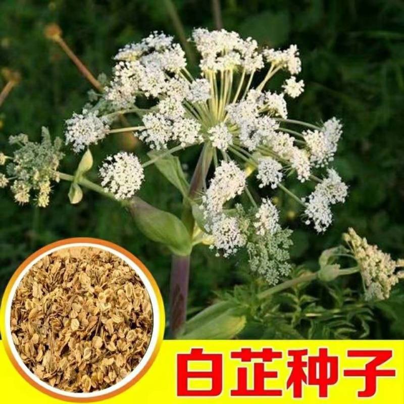 白芷种子，一手货源，成活率高，基地直发，欢迎新老客户前来