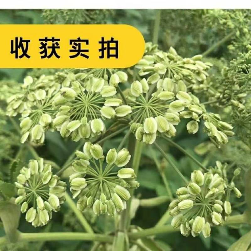 白芷种子，一手货源，成活率高，基地直发，欢迎新老客户前来