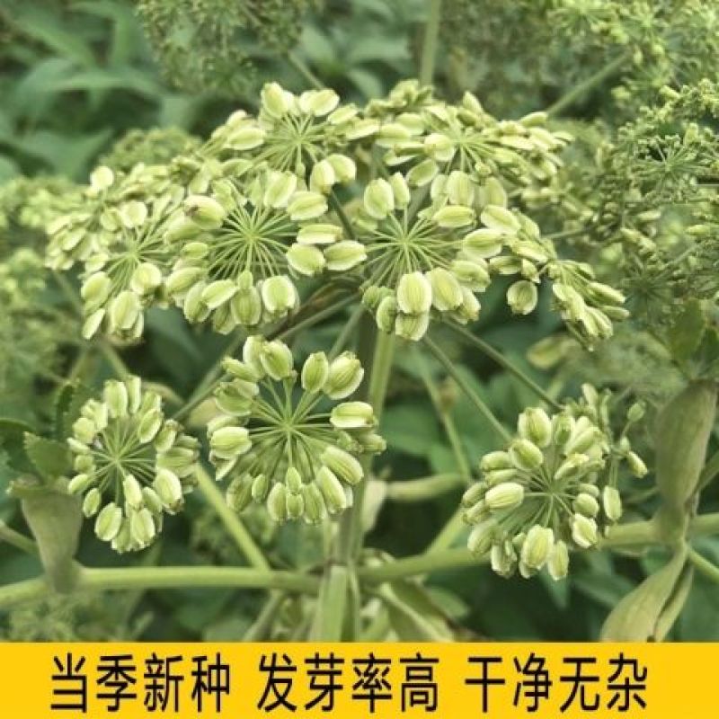 白芷种子，一手货源，成活率高，基地直发，欢迎新老客户前来