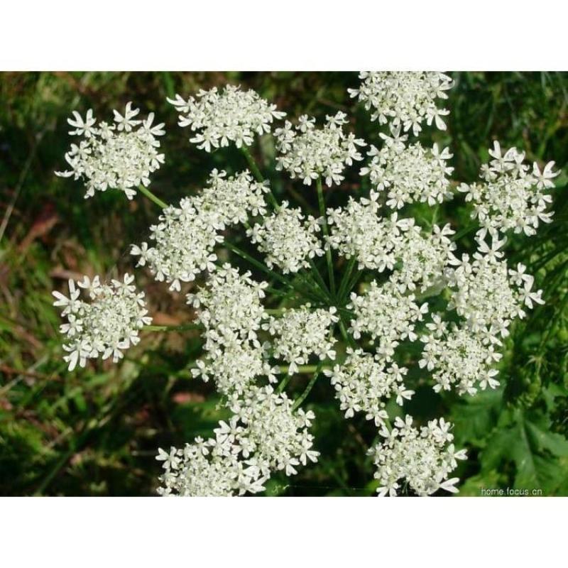 白芷种子，一手货源，成活率高，基地直发，欢迎新老客户前来