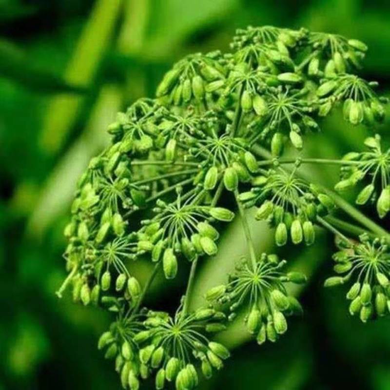 白芷种子，一手货源，成活率高，基地直发，欢迎新老客户前来