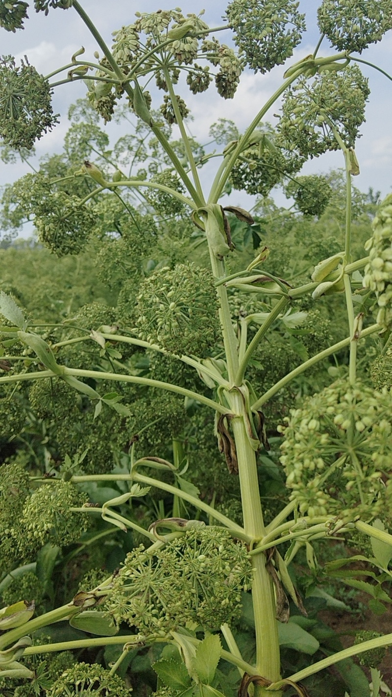 白芷种子，一手货源，成活率高，基地直发，欢迎新老客户前来