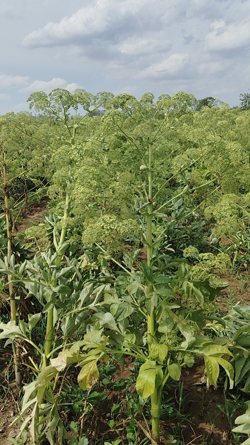 白芷种子，一手货源，成活率高，基地直发，欢迎新老客户前来