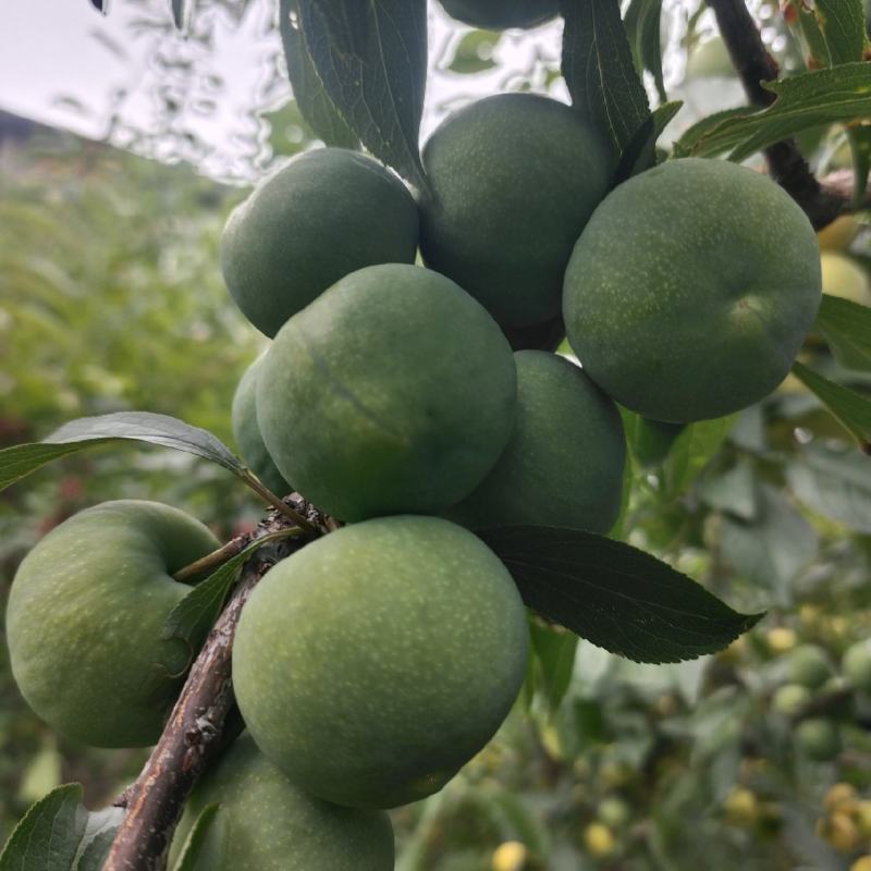 拖骨李