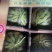 美都西瓜🍉、口感甜、糖度高、无奇型、代发全国各地