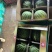 美都西瓜🍉、口感甜、糖度高、无奇型、代发全国各地