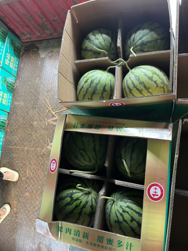 美都西瓜🍉、口感甜、糖度高、无奇型、代发全国各地