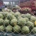 美都西瓜🍉、口感甜、糖度高、无奇型、代发全国各地