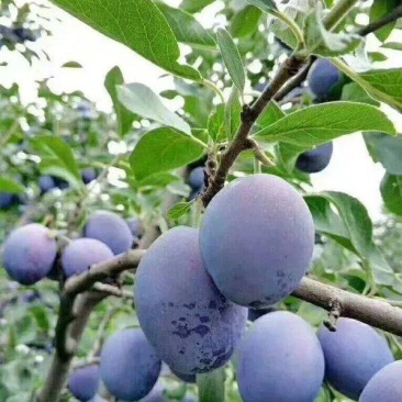 大量出售西梅