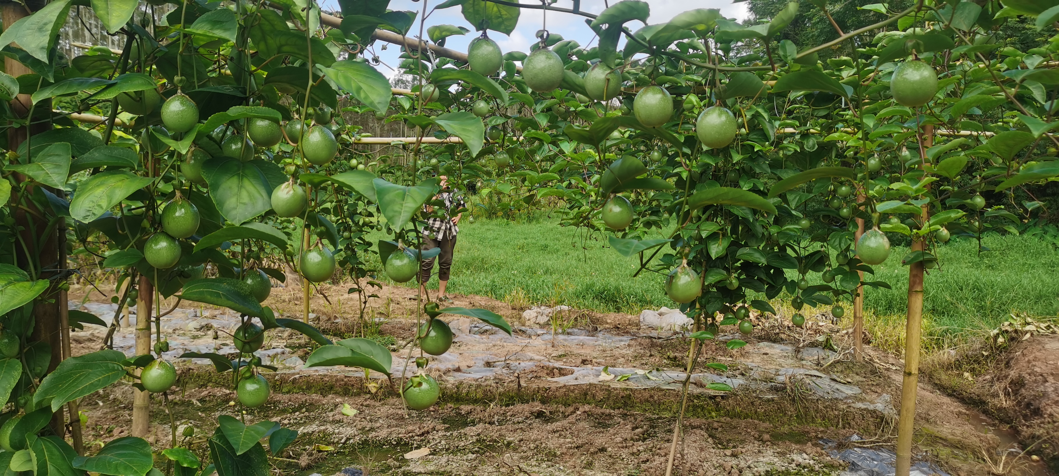百香果避雨棚种植