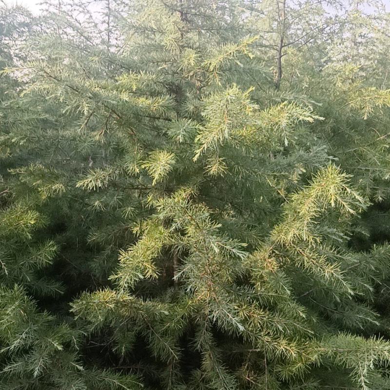 山东大片雪松苗木待售中有需要的联系我可实地考察看树议价
