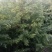 山东大片雪松苗木待售中有需要的联系我可实地考察看树议价