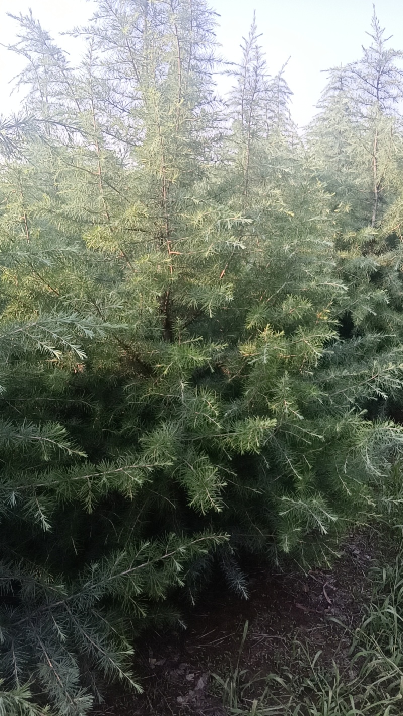 山东大片雪松苗木待售中有需要的联系我可实地考察看树议价
