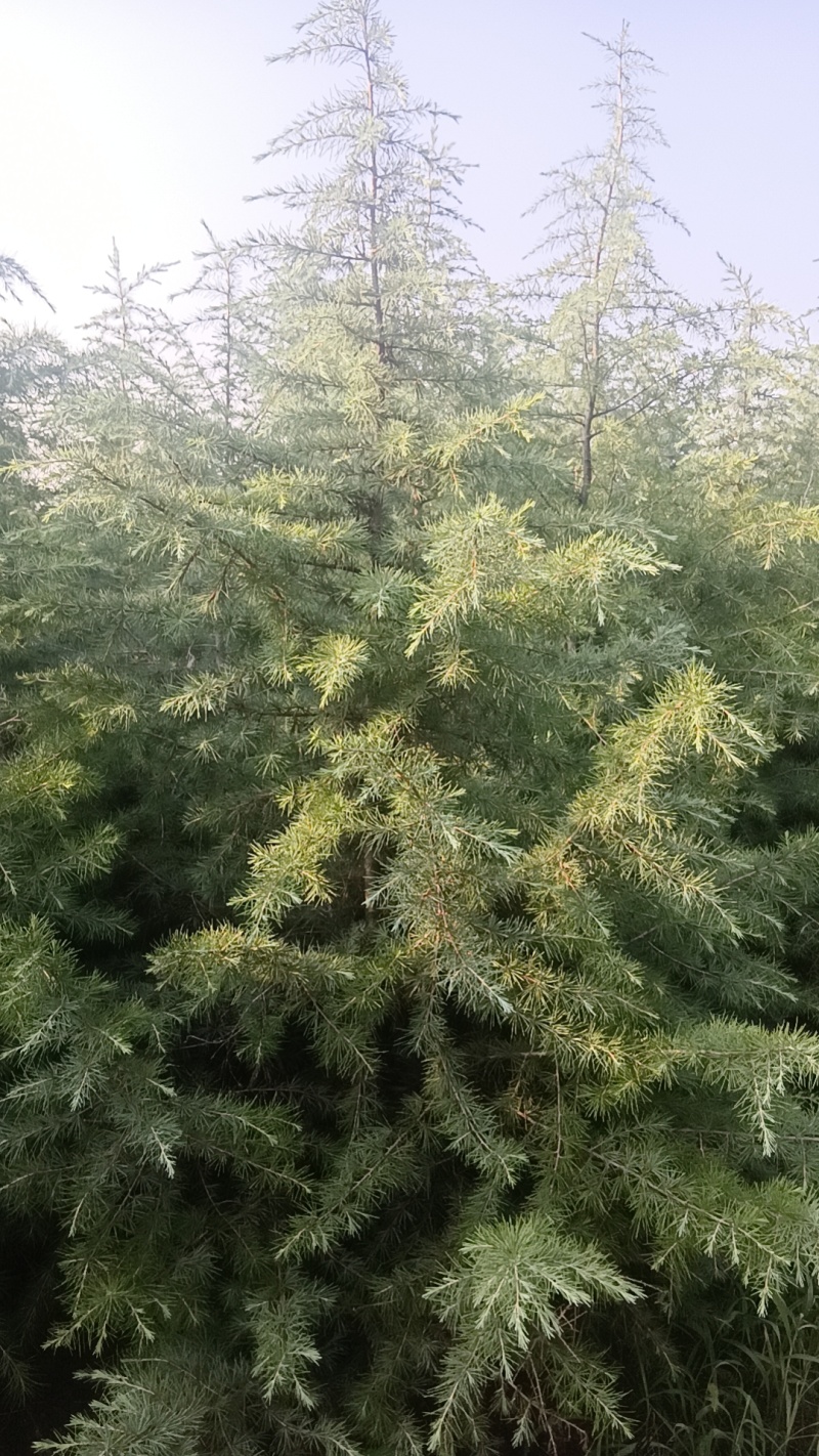 山东大片雪松苗木待售中有需要的联系我可实地考察看树议价