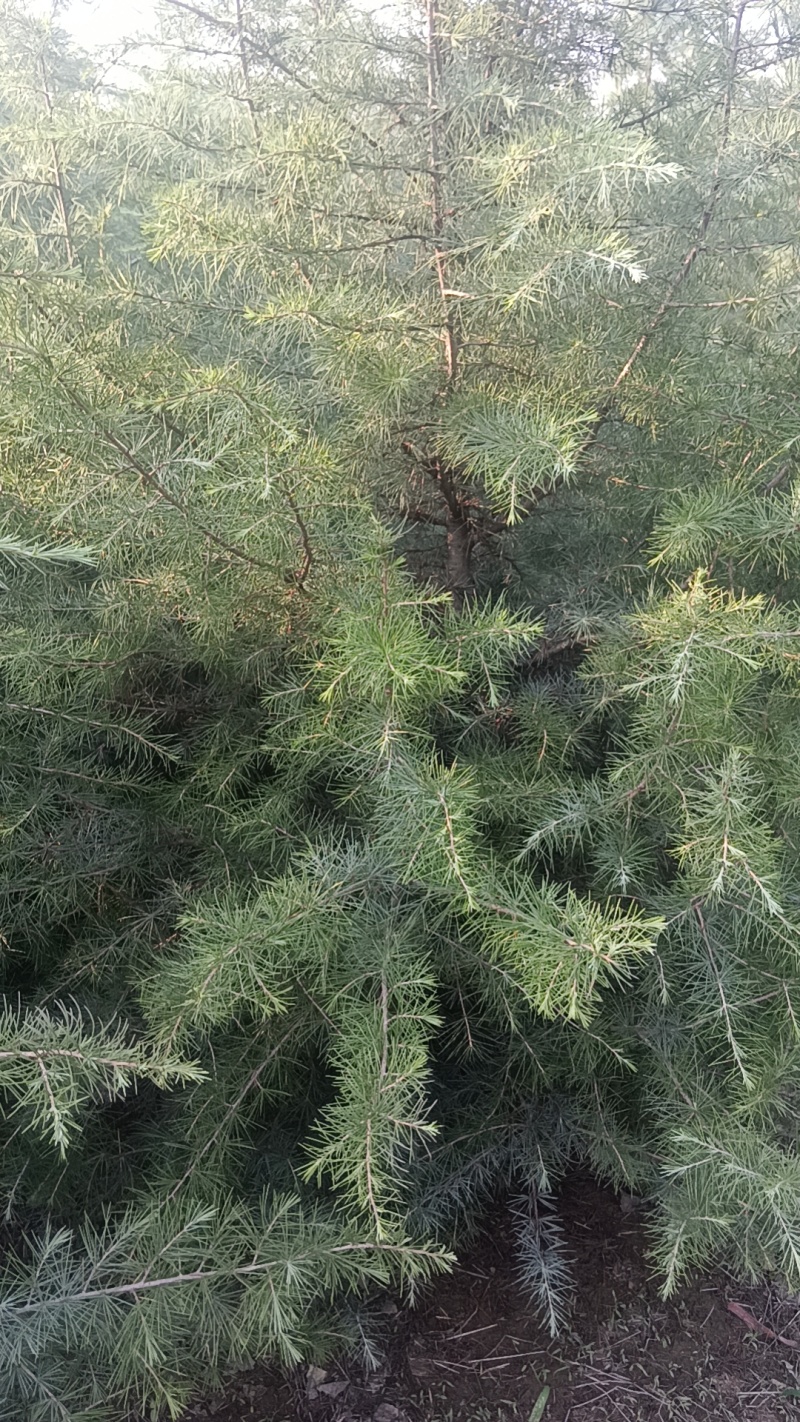 山东大片雪松苗木待售中有需要的联系我可实地考察看树议价